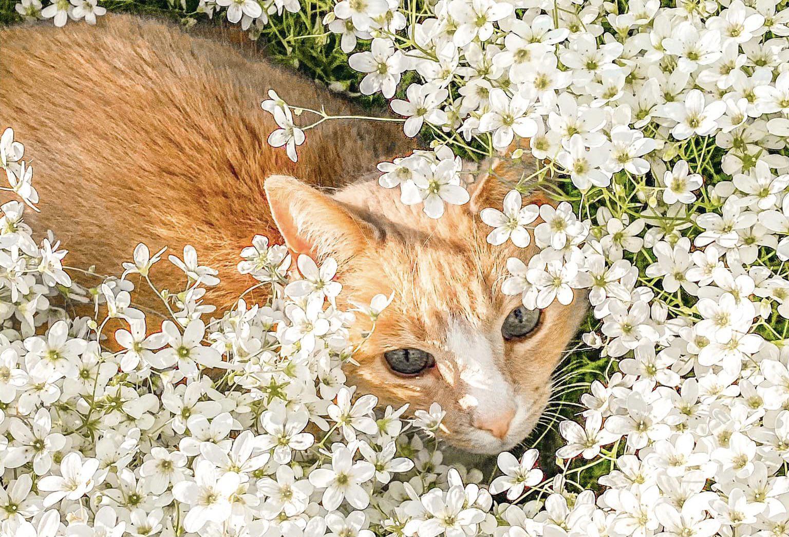 Keep Cats Away From Flower Beds – Animals Mania