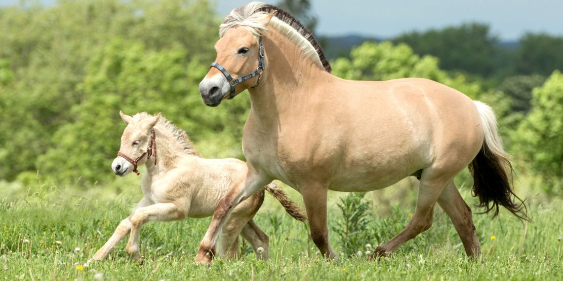 All You Need To Know About Fjord Horses – Animals Mania