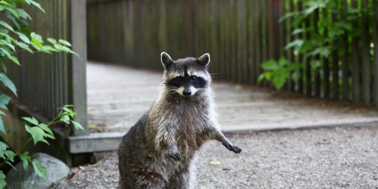 the-presence-of-racoons-in-europe-know-why-animals-mania